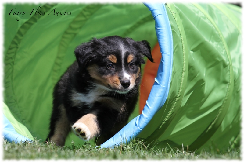 Mini Aussie Welpen - Mini Aussie Züchter - Gesunde Mini Aussies