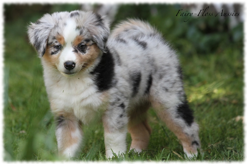Mini Aussie Welpen - Mini Aussie Züchter - Gesunde Mini Aussies