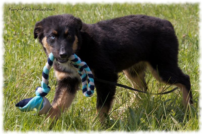 Mini Aussie Bilder