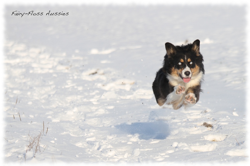 Mini Aussies im Winter beim Spielen im Schnee