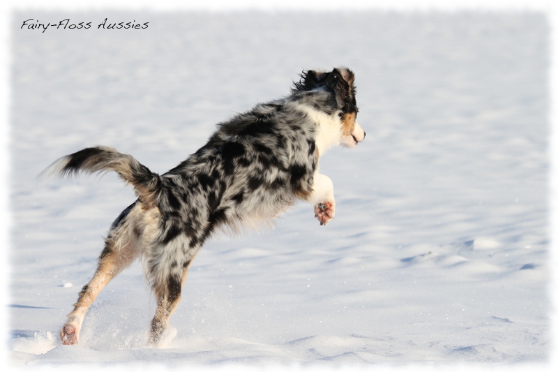Mini Aussies im Winter beim Spielen im Schnee