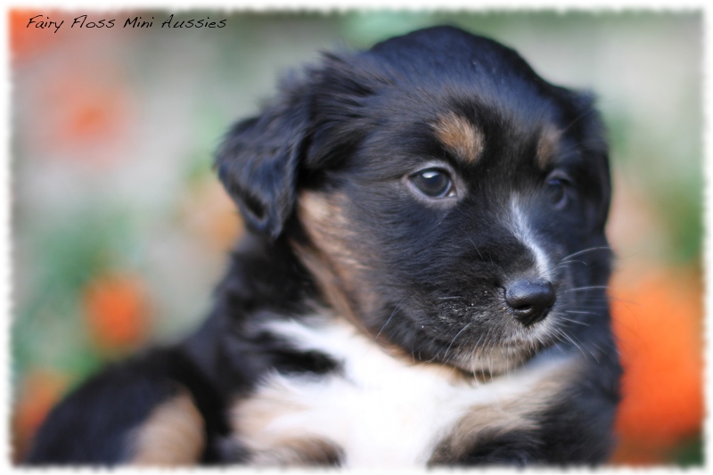 Mini Aussie Welpen - Mini Aussie Züchter - Gesunde Mini Aussies