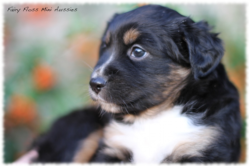 Mini Aussie Welpen - Mini Aussie Züchter - Gesunde Mini Aussies