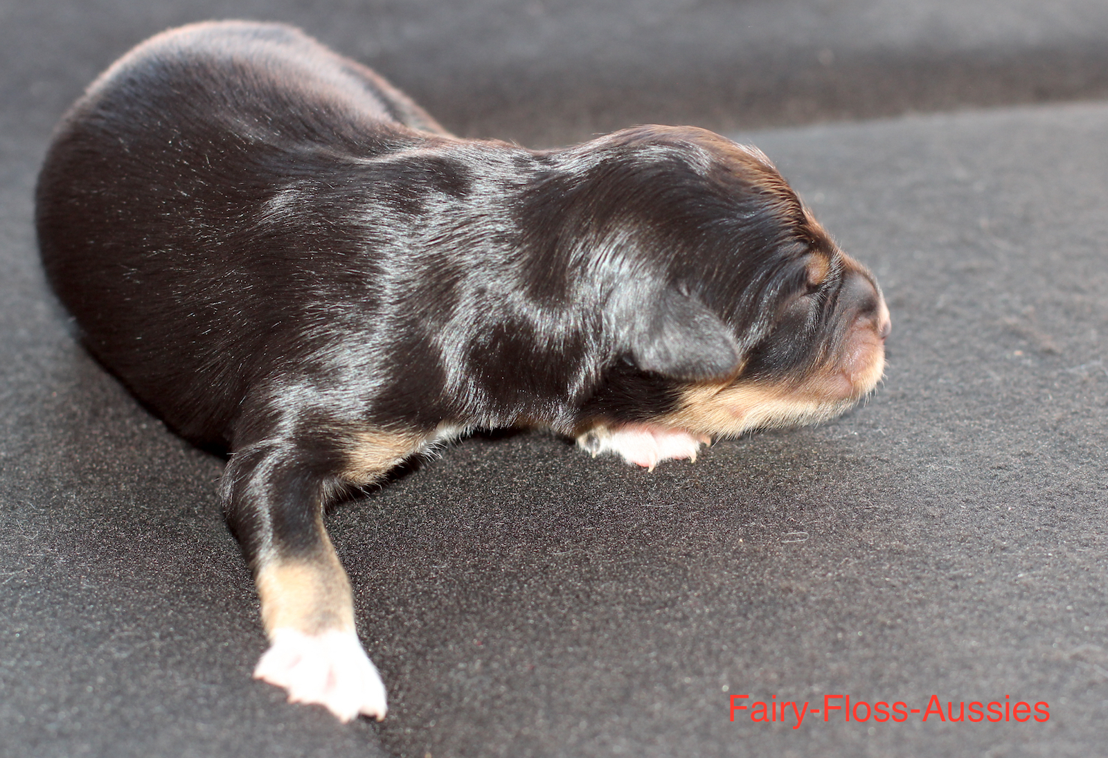 Mini Aussie Welpen
