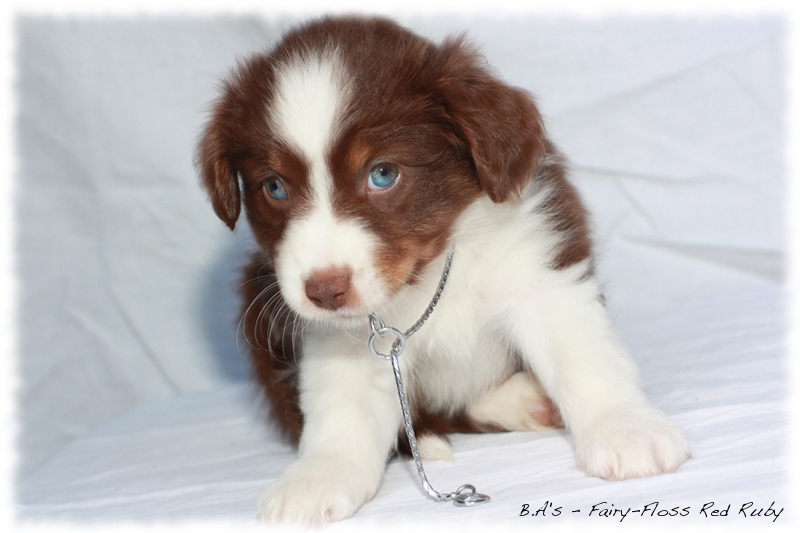 Mini   Aussie Welpen - Bluey und Trigger