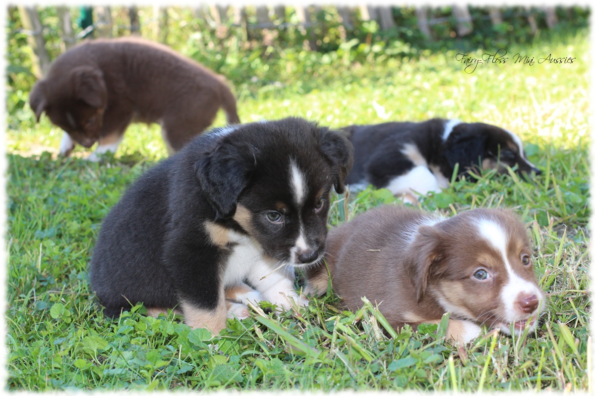 Mini Aussie Welpen - Mini Aussie Züchter - Gesunde Mini Aussies