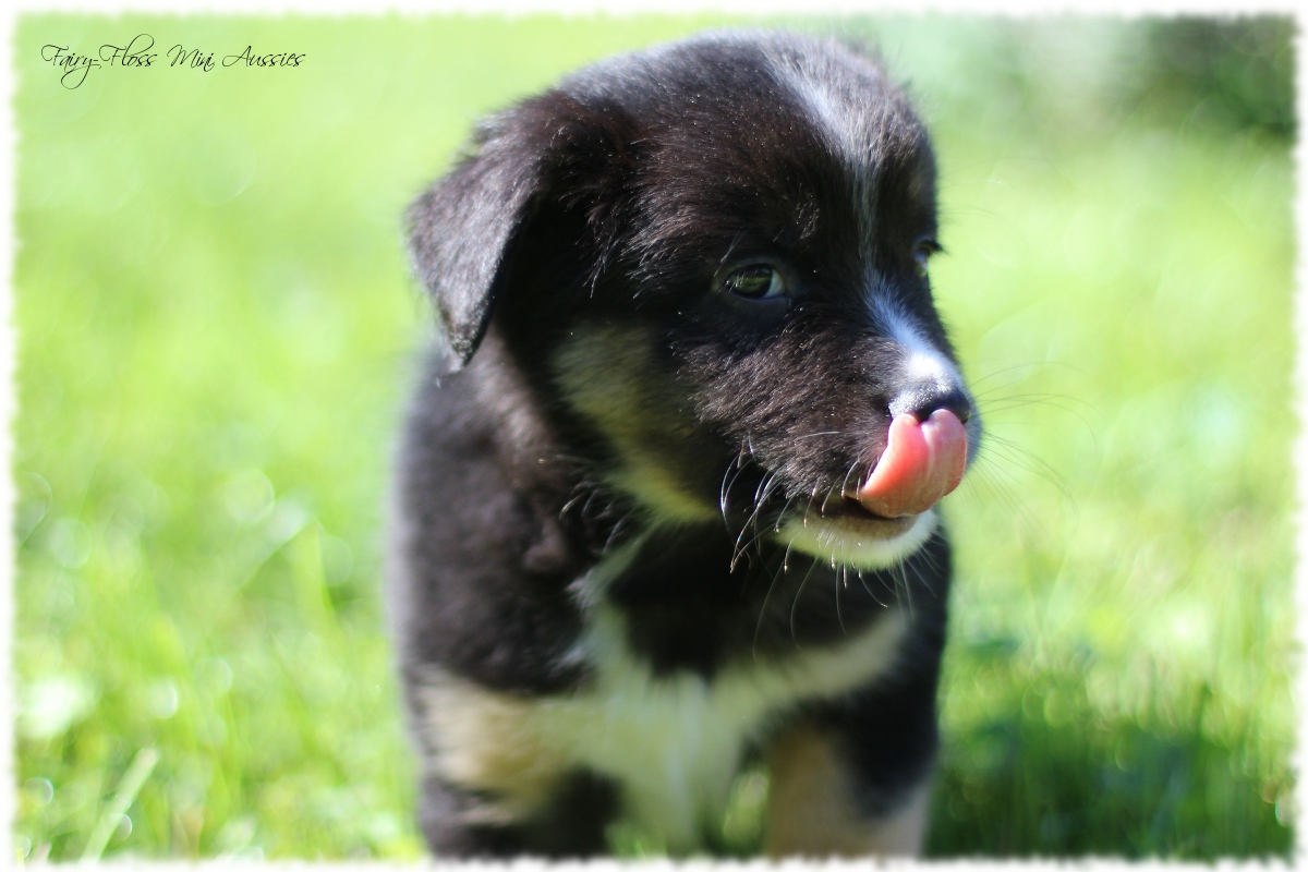 Mini Aussie Welpen - Mini Aussie Züchter - Gesunde Mini Aussies