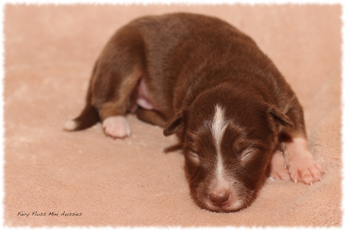 Mini Aussie Welpen - Mini Aussie Züchter - Gesunde Mini Aussies