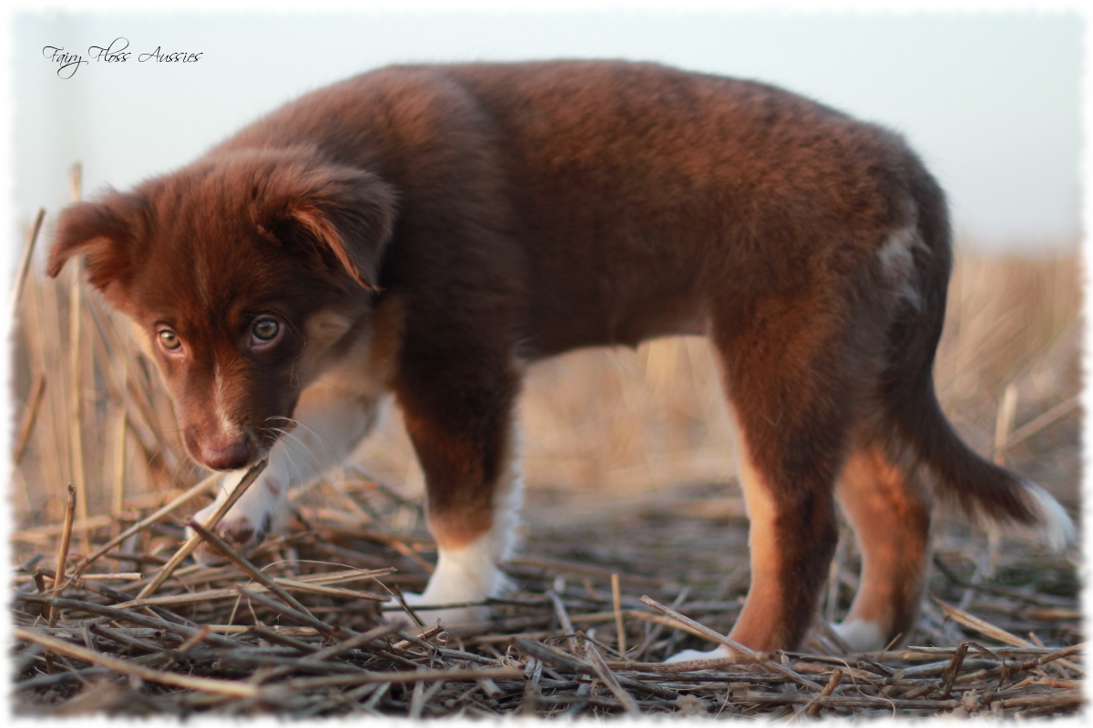 Mini Aussie Welpen - Mini Aussie Züchter - Gesunde Mini Aussies
