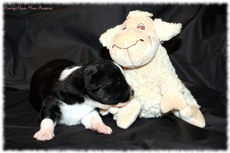 Mini Aussie Welpe