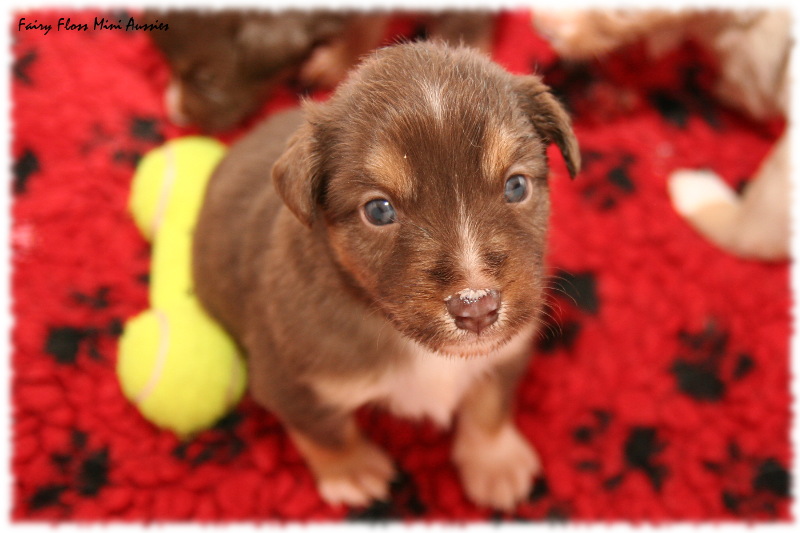 Mini Aussie Welpen Mini Aussie Welpen