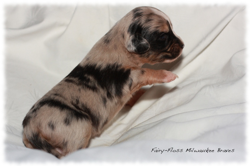 Mini Aussie Welpen - Beauty und Splash
