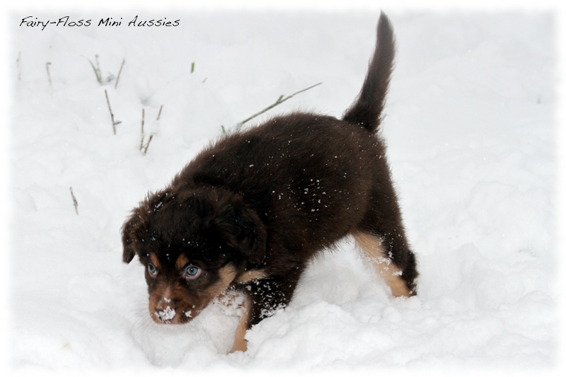 Mini Aussie Welpen - 6 Wochen - beim Spielen im Schnee