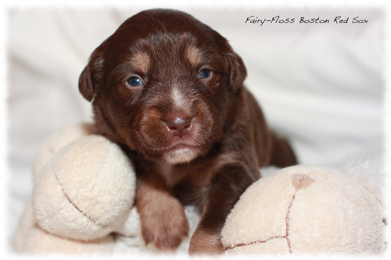 Mini Aussie Welpen - Beauty und Splash