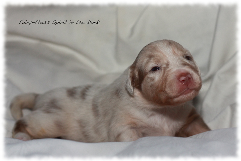 Mini Aussie Welpen - Beauty und Splash