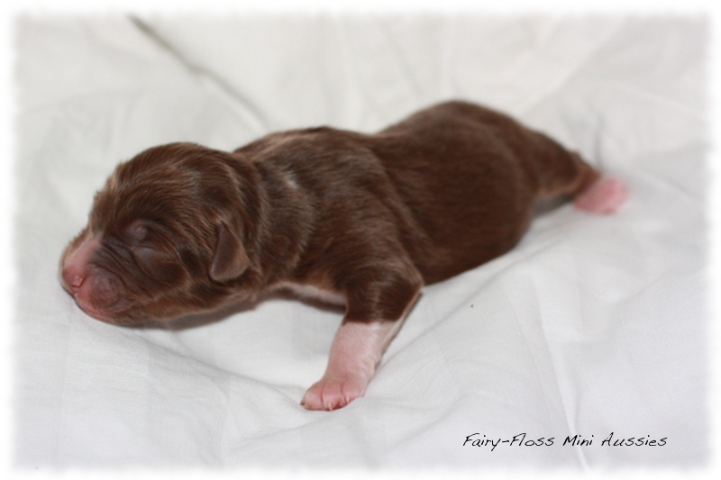 Mini Aussie Welpen - Beauty und Splash