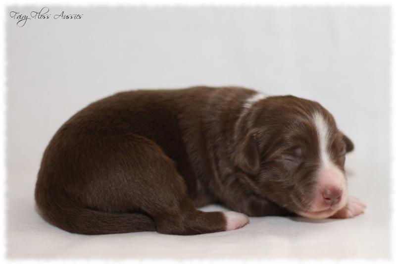 Mini Aussie Welpen - Mini Aussie Züchter - Gesunde Mini Aussies