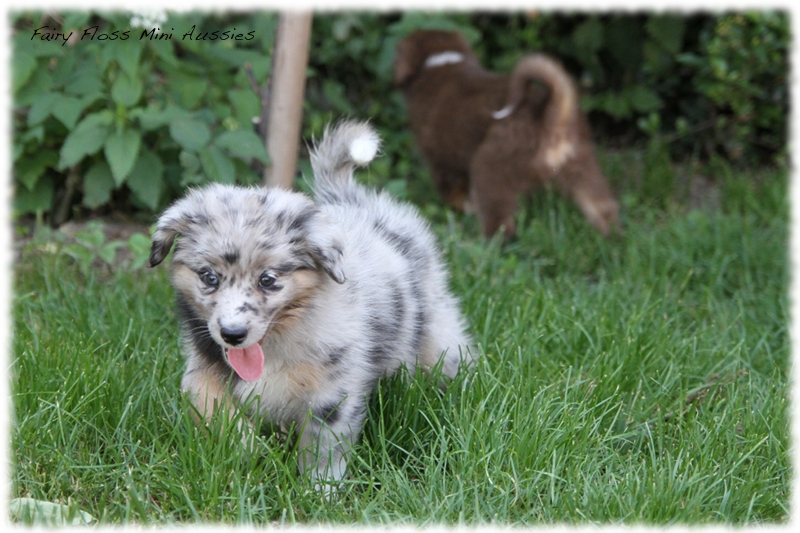 Mini Aussie Welpen - Mini Aussie Züchter - Gesunde Mini Aussies