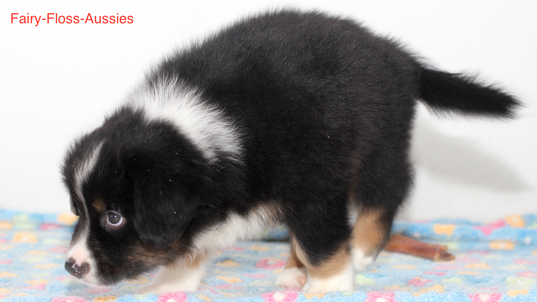 Mini Aussie Welpen