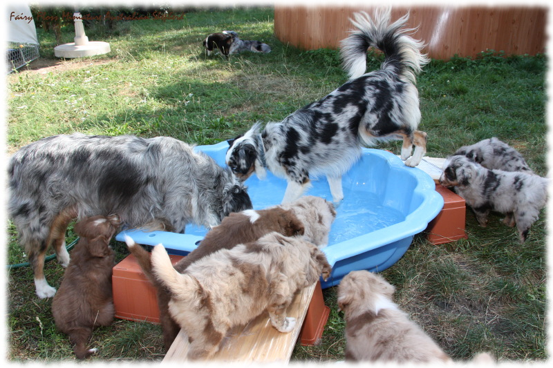 Mini Australian Shepherd Welpen beim Spielen